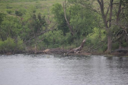 Texas Cattle Ranch/ Hunting Ranch For Auction - image 35