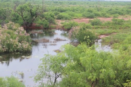 Texas Cattle Ranch/ Hunting Ranch For Auction - image 61