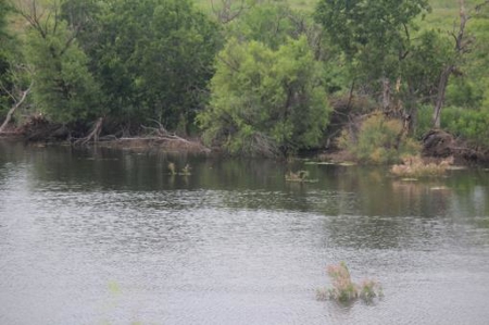 Texas Cattle Ranch/ Hunting Ranch For Auction - image 2