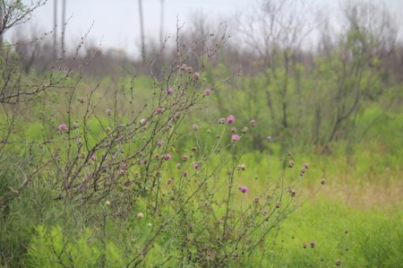 Texas Cattle Ranch/ Hunting Ranch For Auction - image 62