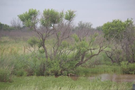 Texas Cattle Ranch/ Hunting Ranch For Auction - image 1