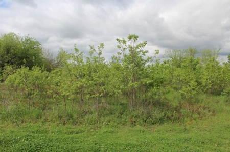 Residential Country Home Lot For Sale In Ne Tx - image 2