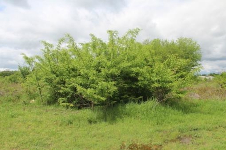 Residential Country Home Lot For Sale In Ne Tx - image 2