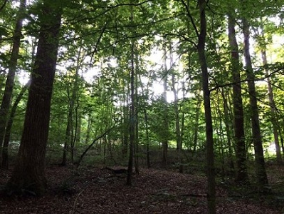 Auction Aug 22nd - 69 Acres - Jacksonville, Al - image 3