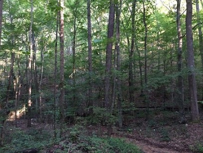 Auction Aug 22nd - 69 Acres - Jacksonville, Al - image 6