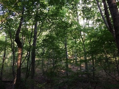 Auction Aug 22nd - 69 Acres - Jacksonville, Al - image 2
