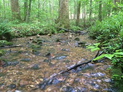 Auction Aug 22nd - 69 Acres - Jacksonville, Al - image 4