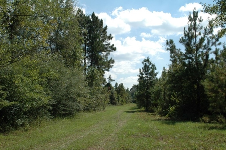 285 acres Recreational Timber Mississippi AUCTION Nov 14th - image 1