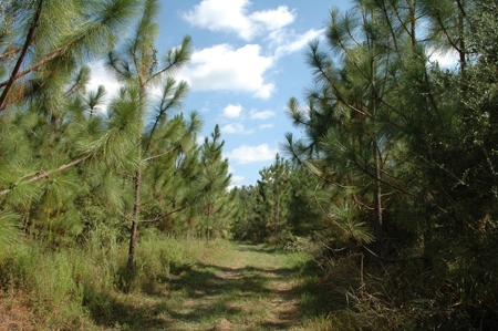 285 acres Recreational Timber Mississippi AUCTION Nov 14th - image 2