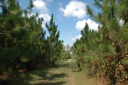 285 acres Recreational Timber Mississippi AUCTION Nov 14th - image 4