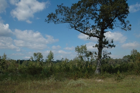 285 acres Recreational Timber Mississippi AUCTION Nov 14th - image 6