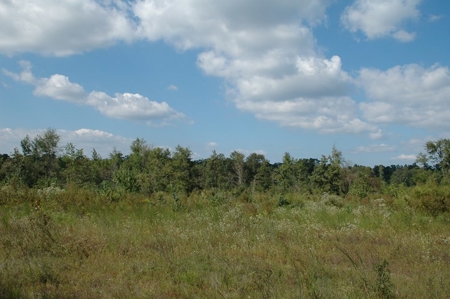 285 acres Recreational Timber Mississippi AUCTION Nov 14th - image 7