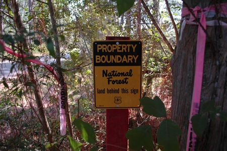 285 acres Recreational Timber Mississippi AUCTION Nov 14th - image 8