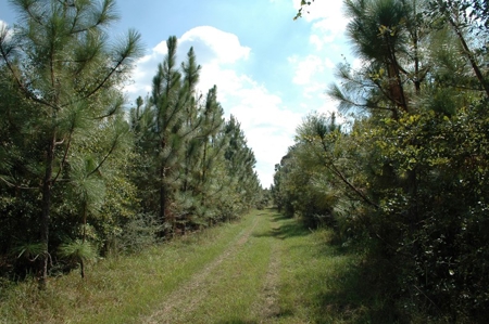 285 acres Recreational Timber Mississippi AUCTION Nov 14th - image 10
