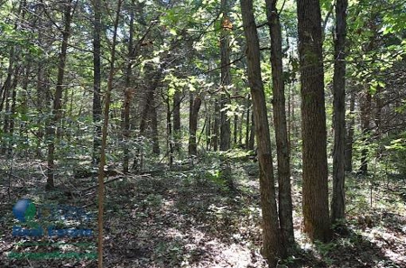 Miller County Land Iauction - image 24