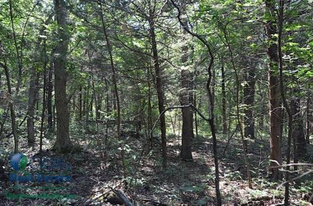 Miller County Land Iauction - image 39