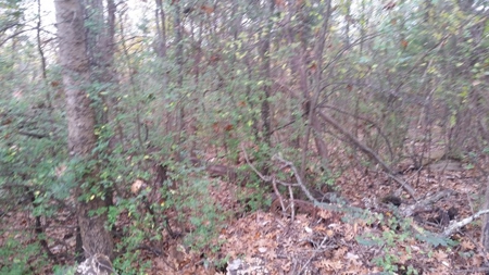 Online Only Auction Lot 11 Trinty Alabama - image 8