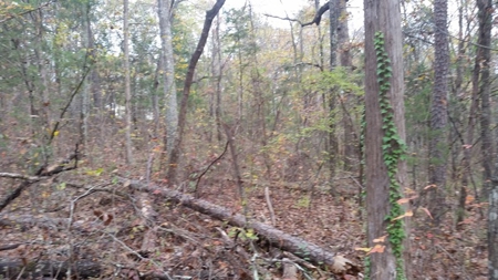 Online Only Auction Lot 11 Trinty Alabama - image 9