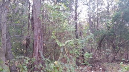 Online Only Auction Lot 11 Trinty Alabama - image 11