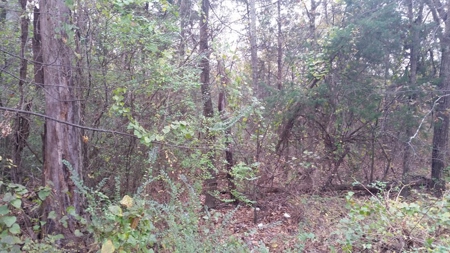 Online Only Auction Lot 12 in Trinity, AL - image 10
