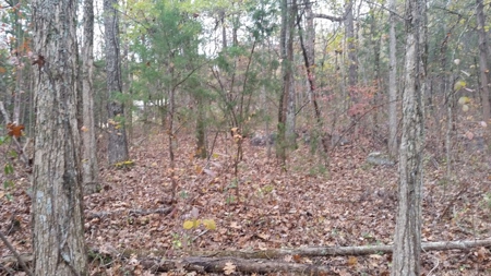 Online Only Auction Lot 12 in Trinity, AL - image 11