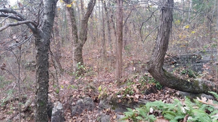 Online Only Auction Lot 12 in Trinity, AL - image 13