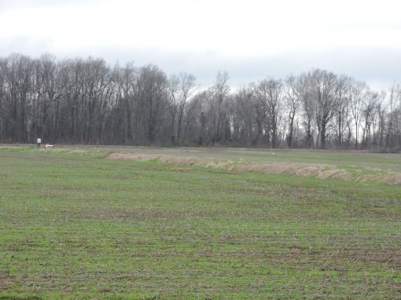 Bankruptcy Farm Land Auction Lee County Arkansas - image 4