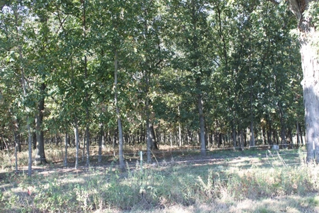 Farm Land Auction in Montgomery County MO - image 29