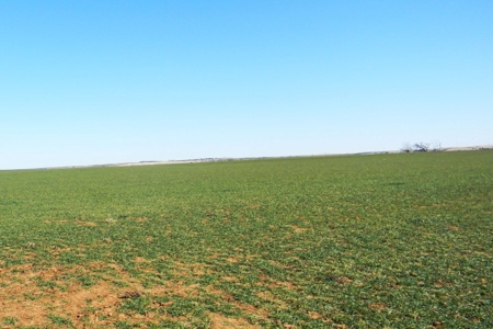 Oklahoma Farm for Sale, Custer County, Tract 1 - image 5