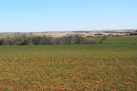 Oklahoma Farm for Sale, Custer County, Tract 1 - image 8
