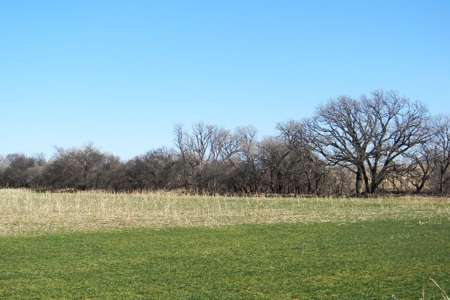 Oklahoma Farm for Sale, Custer County, Tract 2 - image 3
