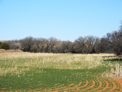 Oklahoma Farm for Sale, Custer County, Tract 2 - image 5