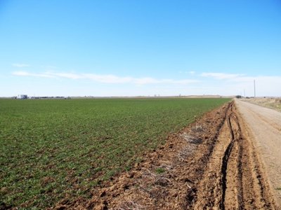 Oklahoma Farm for Sale, Custer County, Tract 3 - image 2