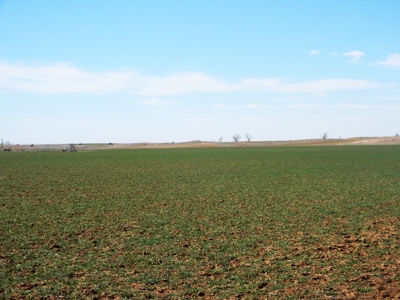 Oklahoma Farm for Sale, Custer County, Tract 3 - image 6