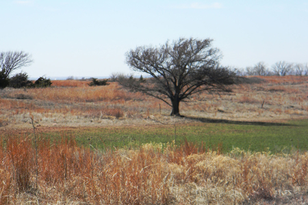 Oklahoma Farm for Sale, Custer County, Tract 4 - image 2