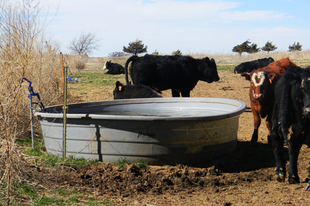 Oklahoma Farm for Sale, Custer County, Tract 4 - image 5