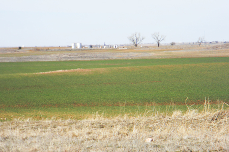 Oklahoma Farm for Sale, Custer County, Tract 4 - image 7