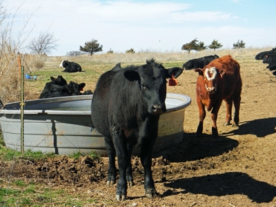 Oklahoma Farm for Sale, Custer County, Tract 4 - image 8
