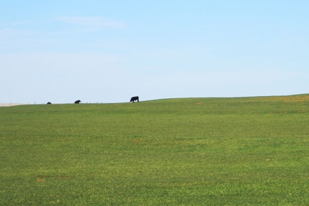Oklahoma Farm for Sale, Custer County, Tract 6 - image 1