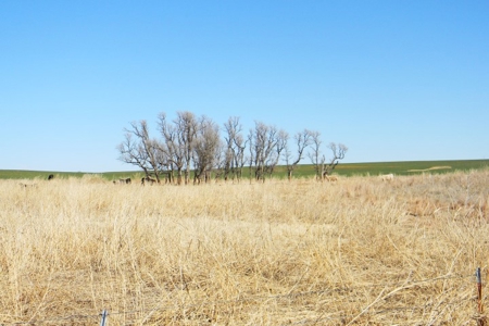 Oklahoma Farm for Sale, Custer County, Tract 6 - image 4