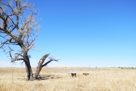 Oklahoma Farm for Sale, Custer County, Tract 6 - image 9