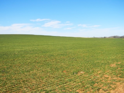 Oklahoma Farm for Sale, Washita County, Tract 8 - image 11