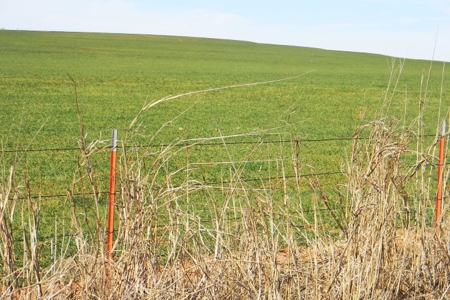 Oklahoma Farm for Sale, Washita County, Tract 8 - image 17