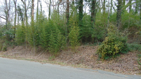 ONLINE AUCTION- 0.5 +/- Acre Building Lot On Takoma St - image 6