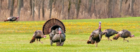 Emu Farm For Sale with House & 100 Acres in Kansas City, MO - image 7
