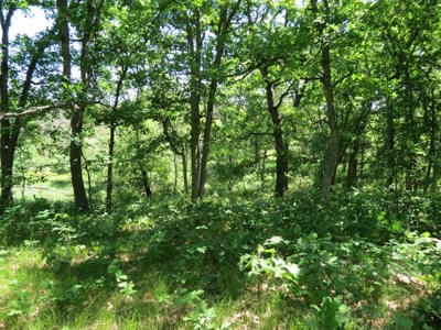 Marquette Cty Multi Parcel 173+/- acre Land & Lodge Auction - image 24