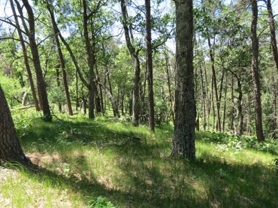 Marquette Cty Multi Parcel 173+/- acre Land & Lodge Auction - image 42