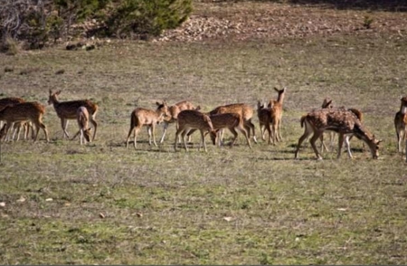 18 (approx) Acres & Residence 10 Minutes From Kerrville TX - image 6