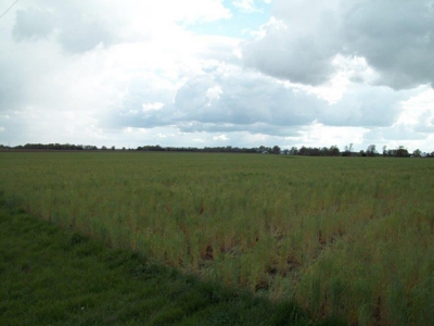 Online Only Farm Land Auction Montgomery County MO - image 4