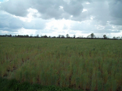 Online Only Farm Land Auction Montgomery County MO - image 6
